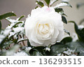 在雪中的花朵 136293515