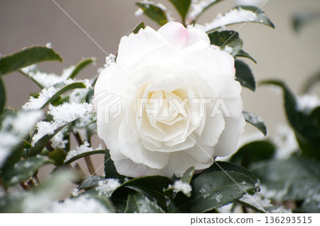 在雪中的花朵 在雪中的花朵 136293515