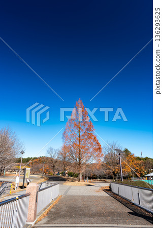 若葉台公園南側入口的一棵樹，東京都稻城市若葉台 136293625