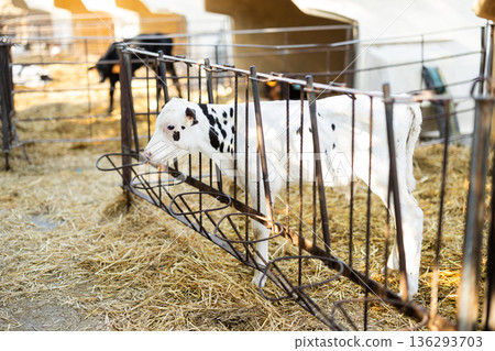 Calf stands in pen on cattle farm 136293703