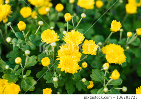 Blooming yellow chrysanthemum closeup Blooming yellow chrysanthemum closeup 136293723
