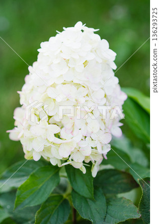 Panicle hydrangea Hercules with large white blooms 136293725