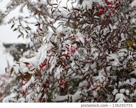 The red fruits of the southern sky covered with snow The red fruits of the southern sky covered with snow 136293755