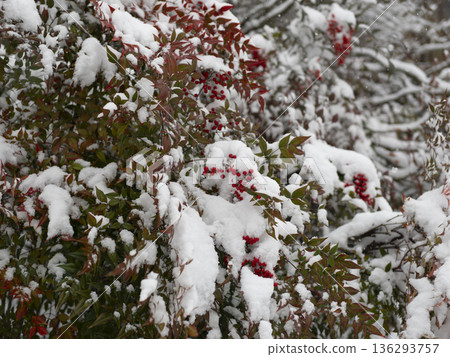 The red fruits of the southern sky covered with snow The red fruits of the southern sky covered with snow 136293757