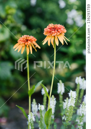Bright Orange Echinacea in Summer Light 136293789