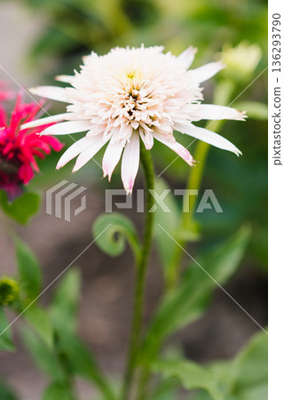 Pink echinacea Cherry Fluff garden flower closeup Pink echinacea Cherry Fluff garden flower closeup 136293790