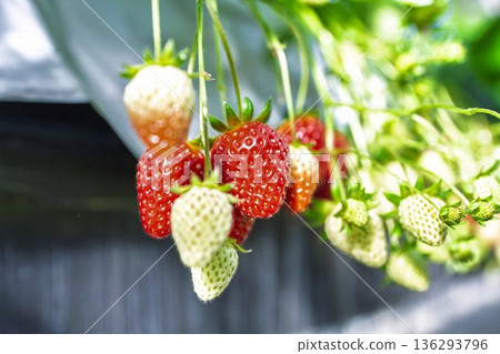Red ripe strawberries strawberry picking Red ripe strawberries strawberry picking 136293796