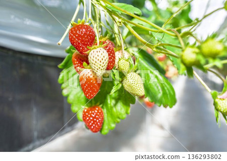 紅熟草莓採摘 紅熟草莓採摘 136293802