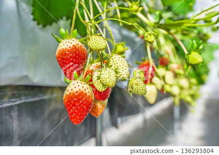 紅熟草莓採摘 紅熟草莓採摘 136293804