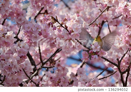 White-eye playing with cherry blossoms in full bloom White-eye playing with cherry blossoms in full bloom 136294032