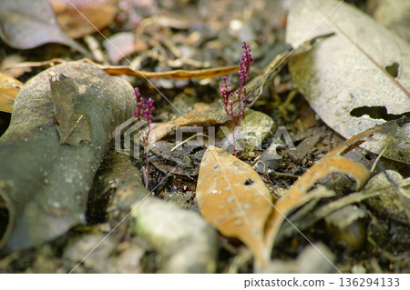 Triuridaceae Triuridaceae 136294133