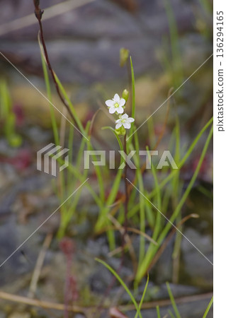 Welsh onion 136294165