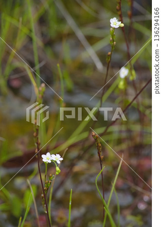 Welsh onion 136294166