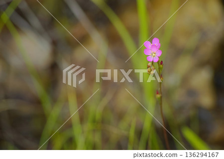 The Statue of Commons 136294167