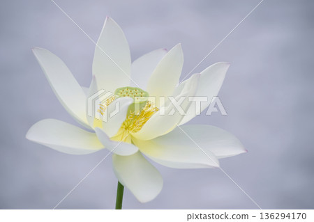 蓮花 蓮花 136294170