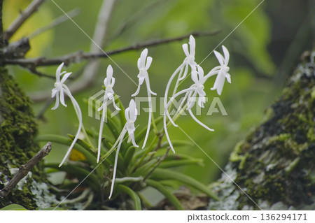 風蘭 風蘭 136294171