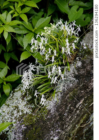 風蘭 風蘭 136294180