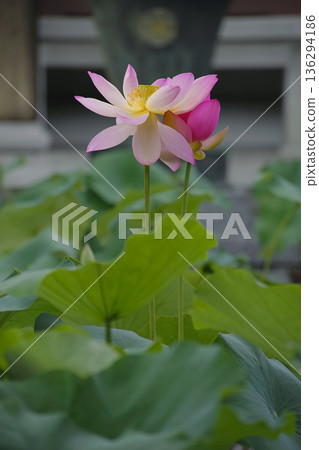 蓮花 蓮花 136294186