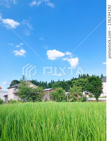 夏天藍天和寬米領域 136294192