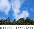樹和藍天和白色雲彩 136294244