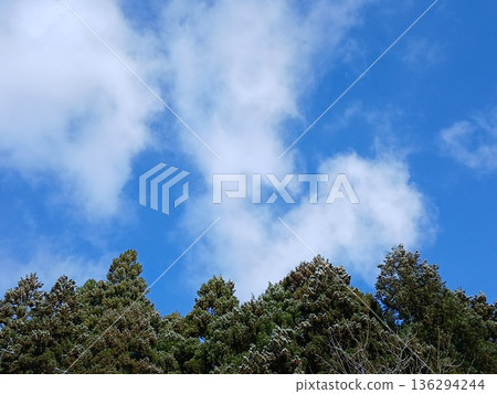 樹和藍天和白色雲彩 樹和藍天和白色雲彩 136294244