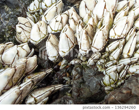 Capitulum mitella Capitulum mitella 136294260