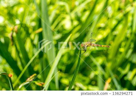 早晨紅蜻蜓 136294271