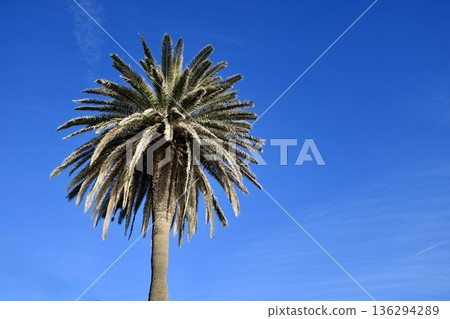 Palm tree shining in the blue sky Palm tree shining in the blue sky 136294289