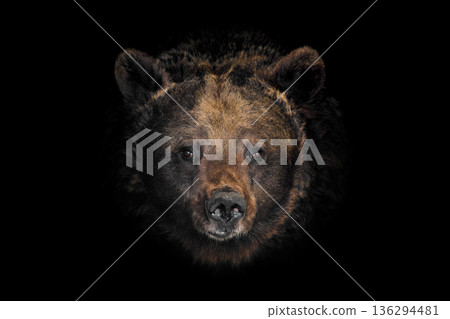 Bear head close-up captures details of nature in a dark setting Bear head close-up captures details of nature in a dark setting 136294481