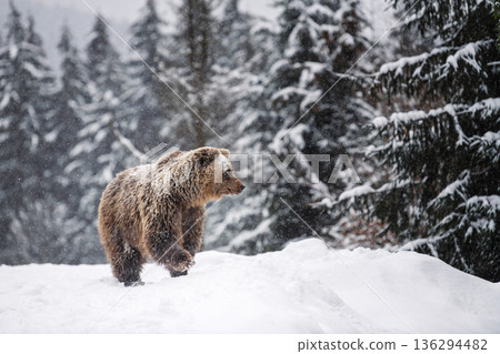 Grizzly bear walking through snow-covered forest in winter season 136294482
