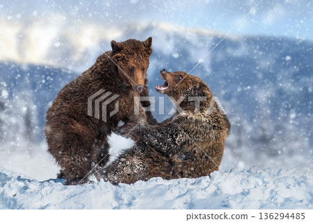 Two brown bears play in the snow during winter in a mountain landscape near a forest Two brown bears play in the snow during winter in a mountain landscape near a forest 136294485