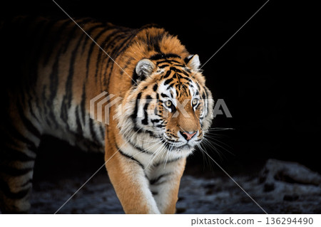 Tiger walking through dark cave area during the day in its natural habitat 136294490