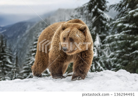 Brown bear walks in snow near pine trees on a cold winter day in the forest 136294491