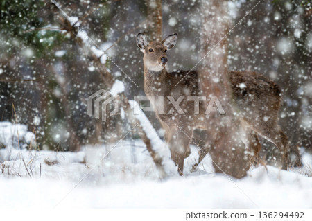 Snow falls on a deer standing in a winter landscape among trees and snow-covered ground Snow falls on a deer standing in a winter landscape among trees and snow-covered ground 136294492