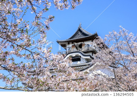 Inuyama City, National Treasure Inuyama Castle and cherry blossoms in full bloom Inuyama City, National Treasure Inuyama Castle and cherry blossoms in full bloom 136294505