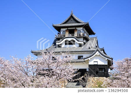 Inuyama City, National Treasure Inuyama Castle and cherry blossoms in full bloom 136294508