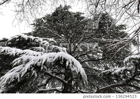 Large coniferous tree covered in snow 136294523