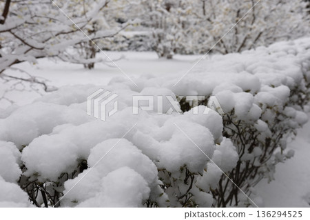 植物上的雪 3 植物上的雪 3 136294525