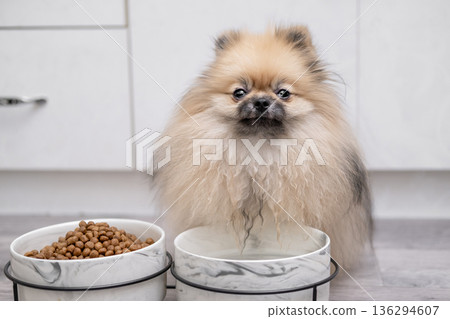 A cute Pomeranian dog sits near a bowl of food 136294607