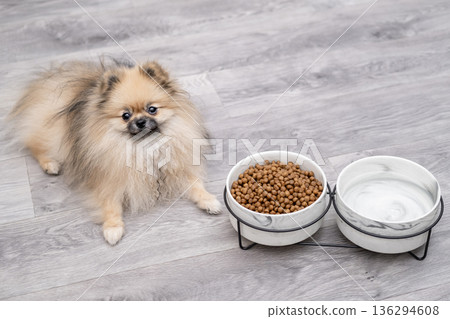 A cute Pomeranian dog lies near a bowl of food 136294608