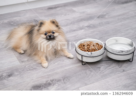 A cute Pomeranian dog lies near a bowl of food 136294609