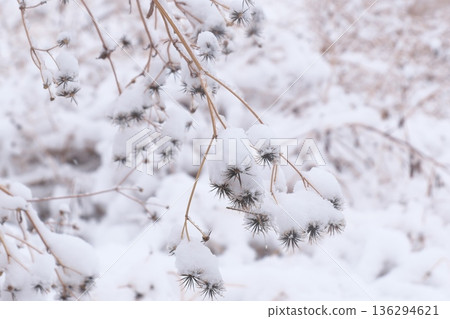 Bidens braving the weight of snow Bidens braving the weight of snow 136294621