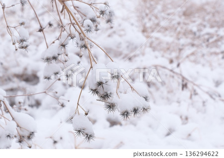 Bidens braving the weight of snow Bidens braving the weight of snow 136294622