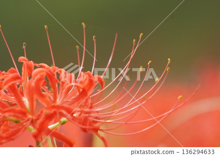 紅蜘蛛百合 紅蜘蛛百合 136294633