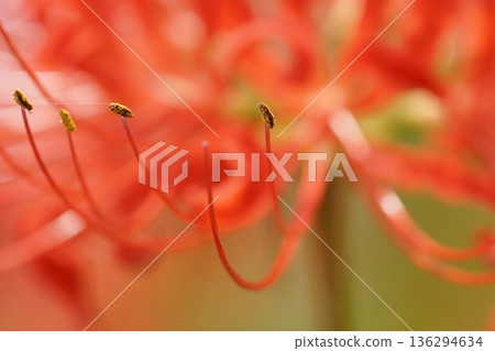 紅蜘蛛百合 紅蜘蛛百合 136294634