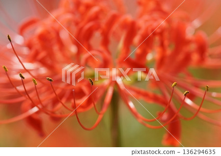 紅蜘蛛百合 紅蜘蛛百合 136294635