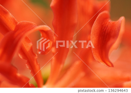紅蜘蛛百合 136294643