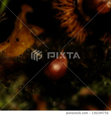 Chestnuts fallen to the ground, a scene in late autumn Chestnuts fallen to the ground, a scene in late autumn 136294738