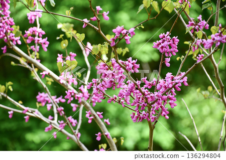 Redbud Redbud 136294804