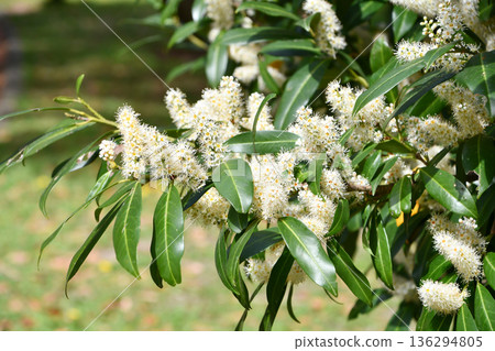 Cherry Laurel 136294805